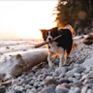 Meet your Posher, Rowan